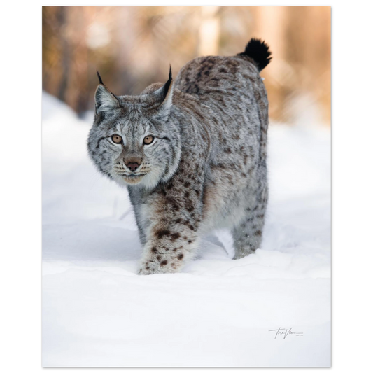 1c3e7806-be7b-4ffd-90b3-d8d2ed3d640c