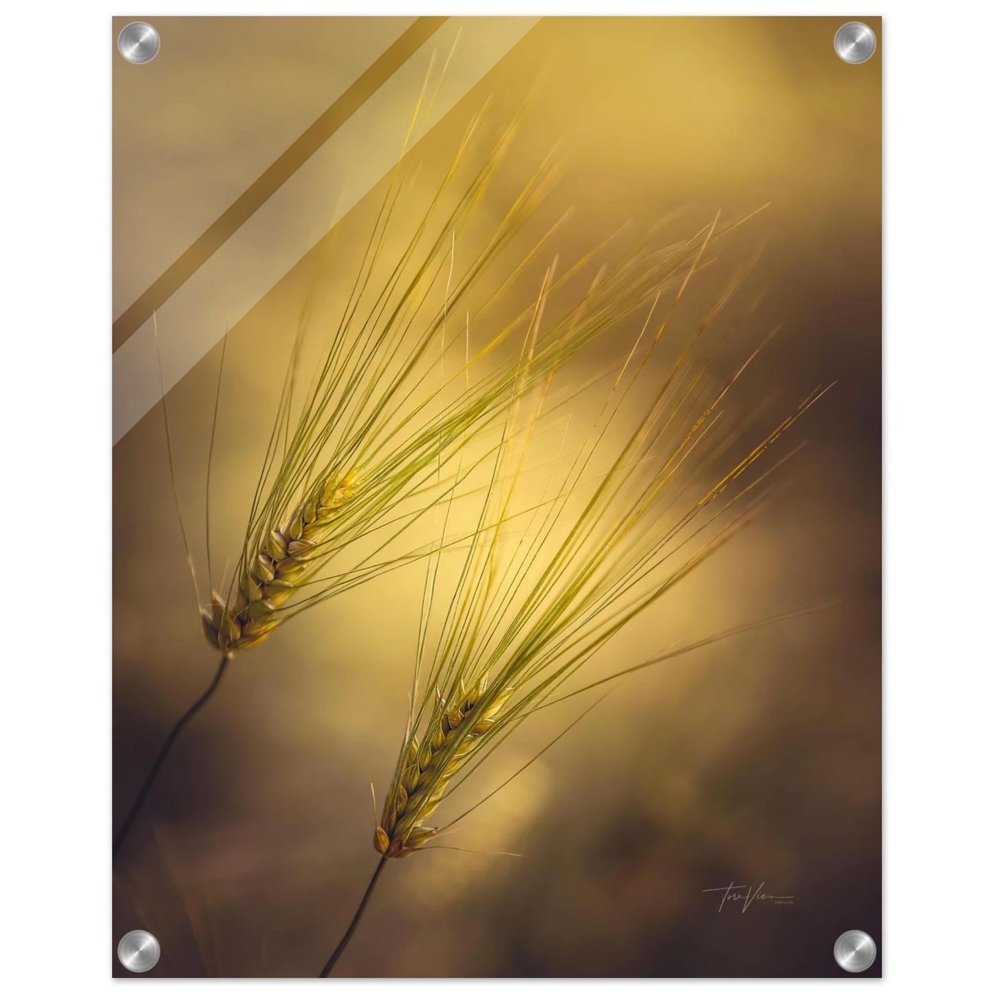 209ea8e4-6b84-4b63-ac08-db1145135203