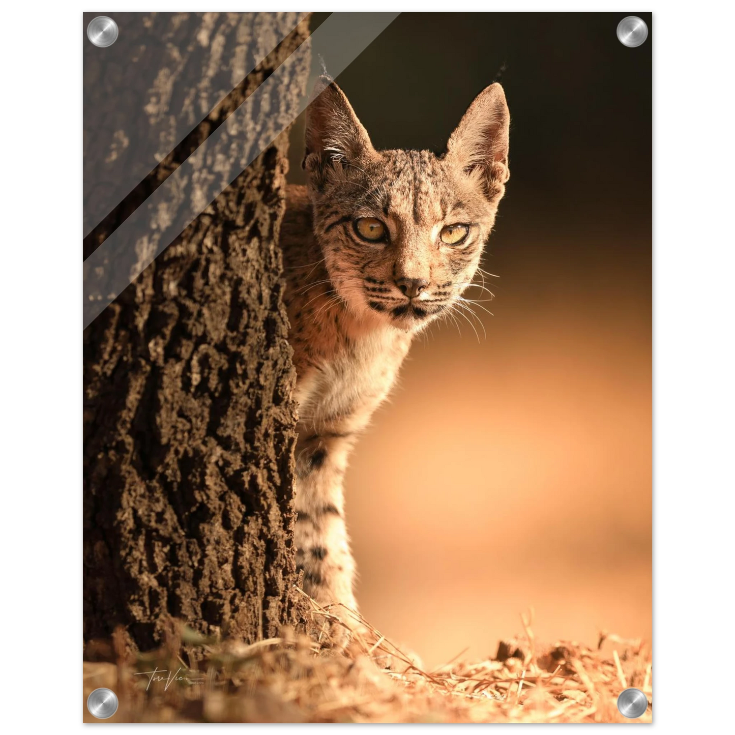 60ab4888-111a-4ec5-abf6-9263a3f4b00d