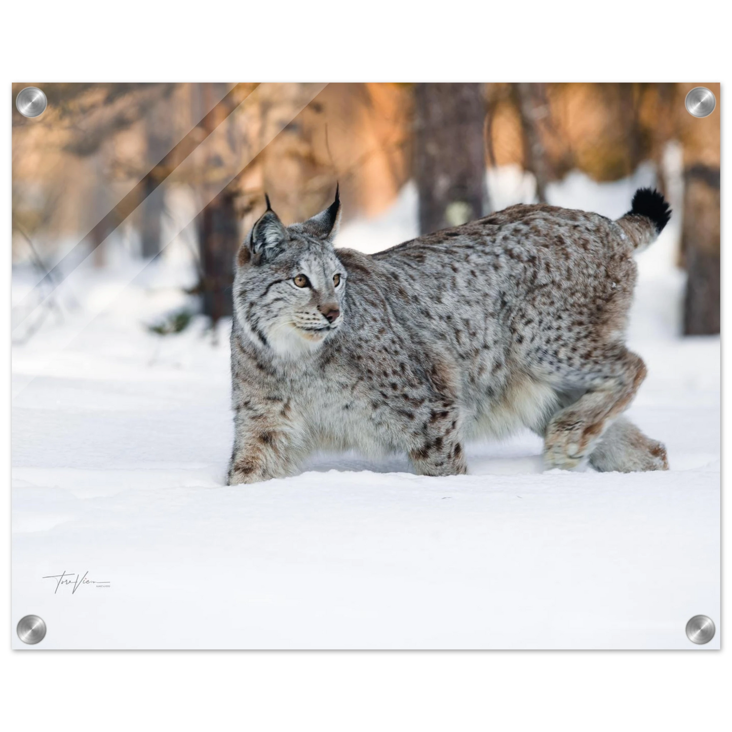 63064026-3f8b-4731-9dbe-979d0c8a5f35