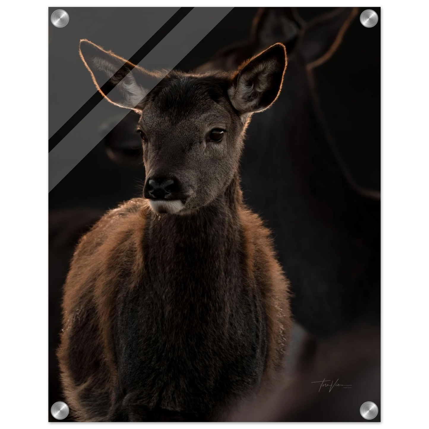 633d8eee-946e-4495-8087-3cf4843a6124