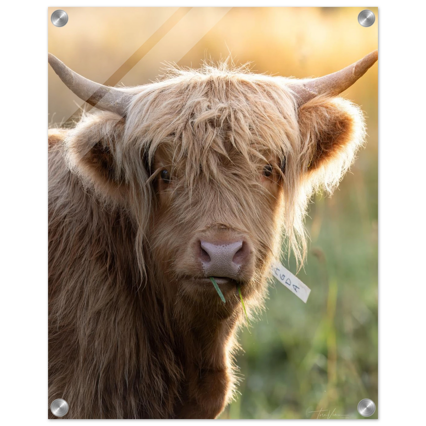 8f5f536a-fa39-42b9-916f-fad6dc82ceaa