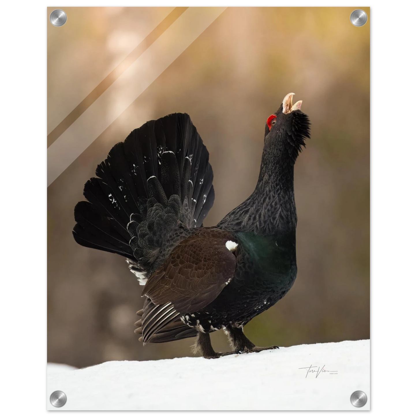 95483e70-8110-4cde-8c29-80d9b2100f4e