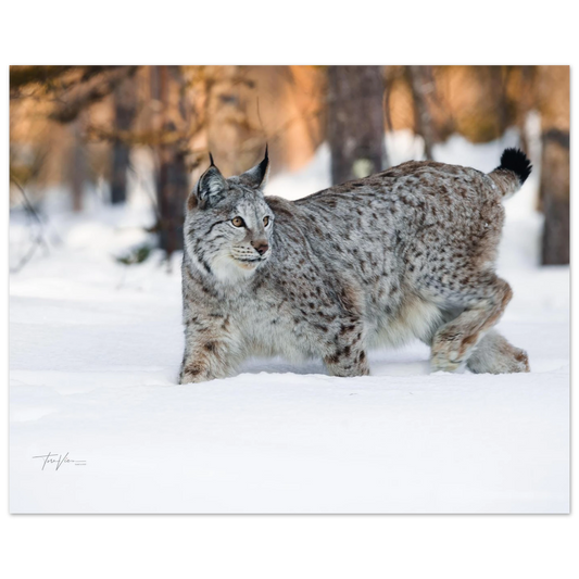 b5fb5b9d-d1b8-406b-81c5-ff785f0b5fe1