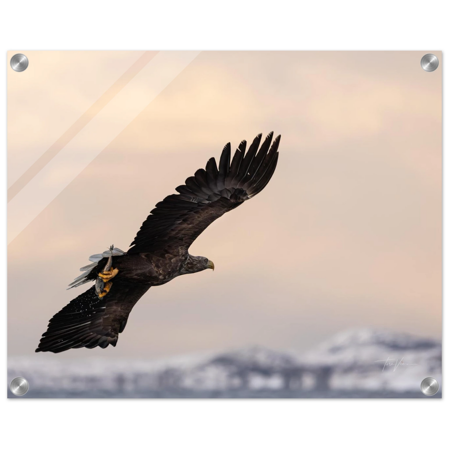 bcf30846-3d1a-411c-b5af-8af7126cc39f