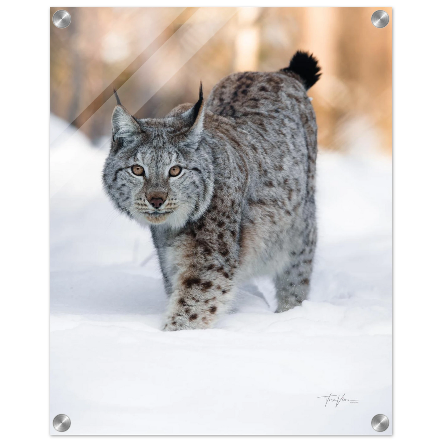 cf18913c-c53b-4b83-846b-23a84529f433