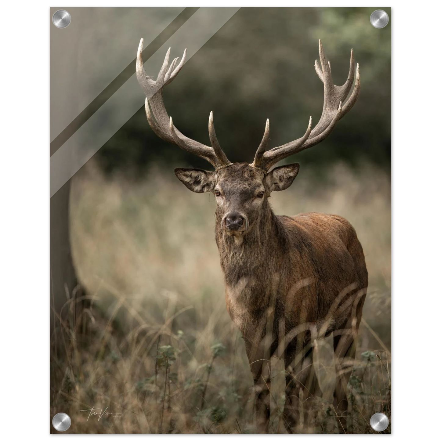 d11a51a7-5e99-40ba-90fb-cb65d53ef889