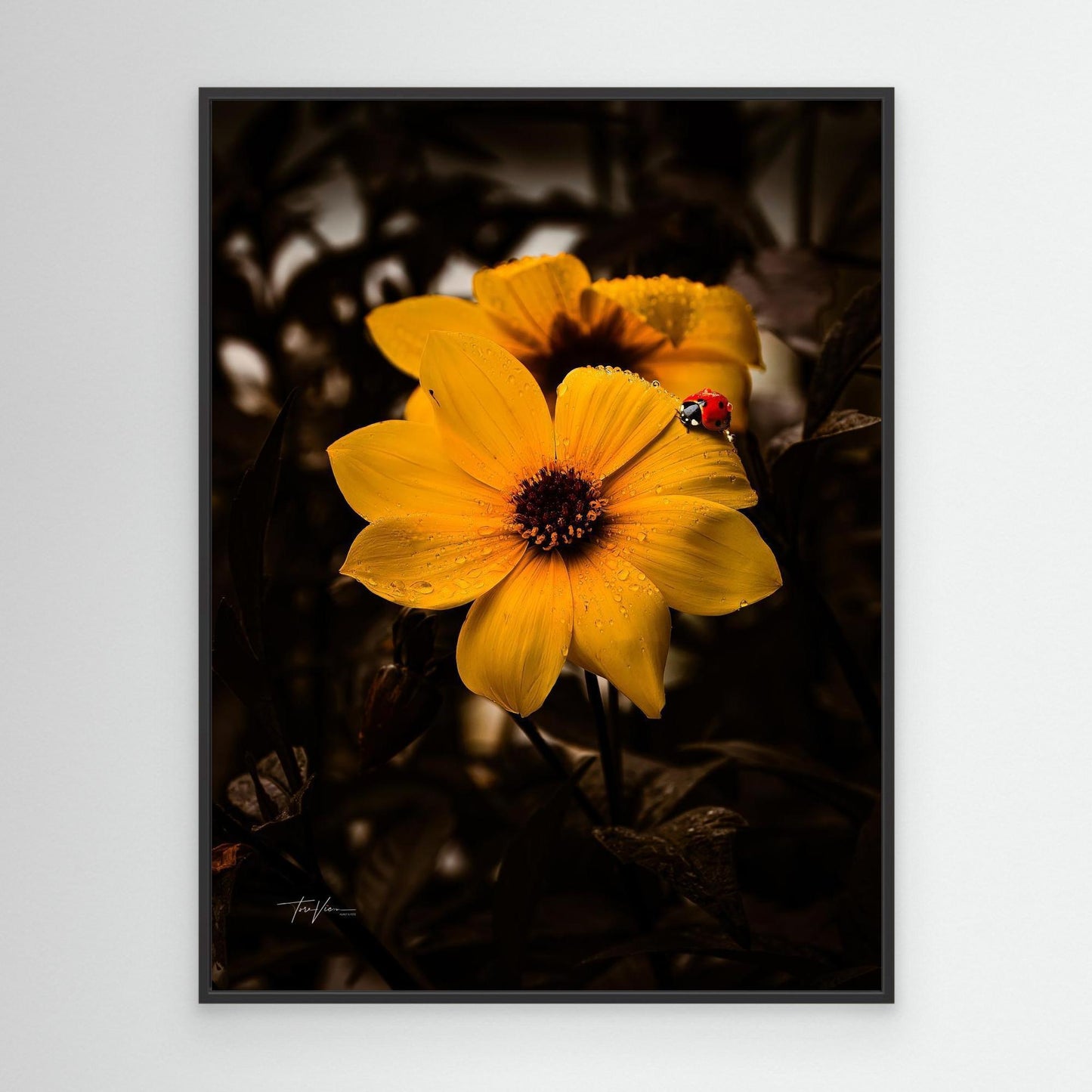 Dalia og marihøna 001