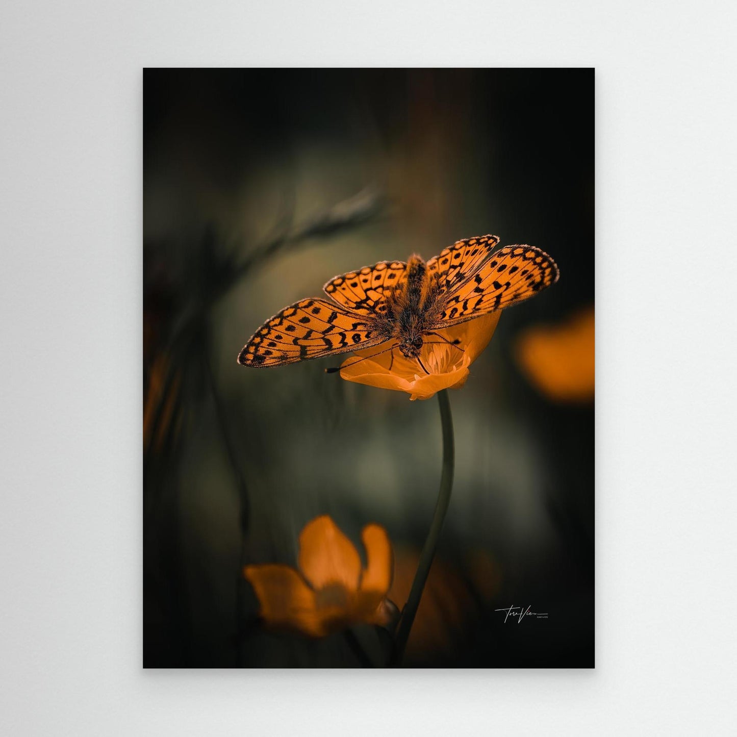 Smørblomst 002