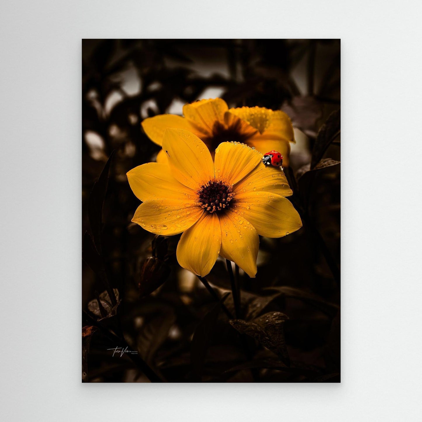 Dalia og marihøna 001