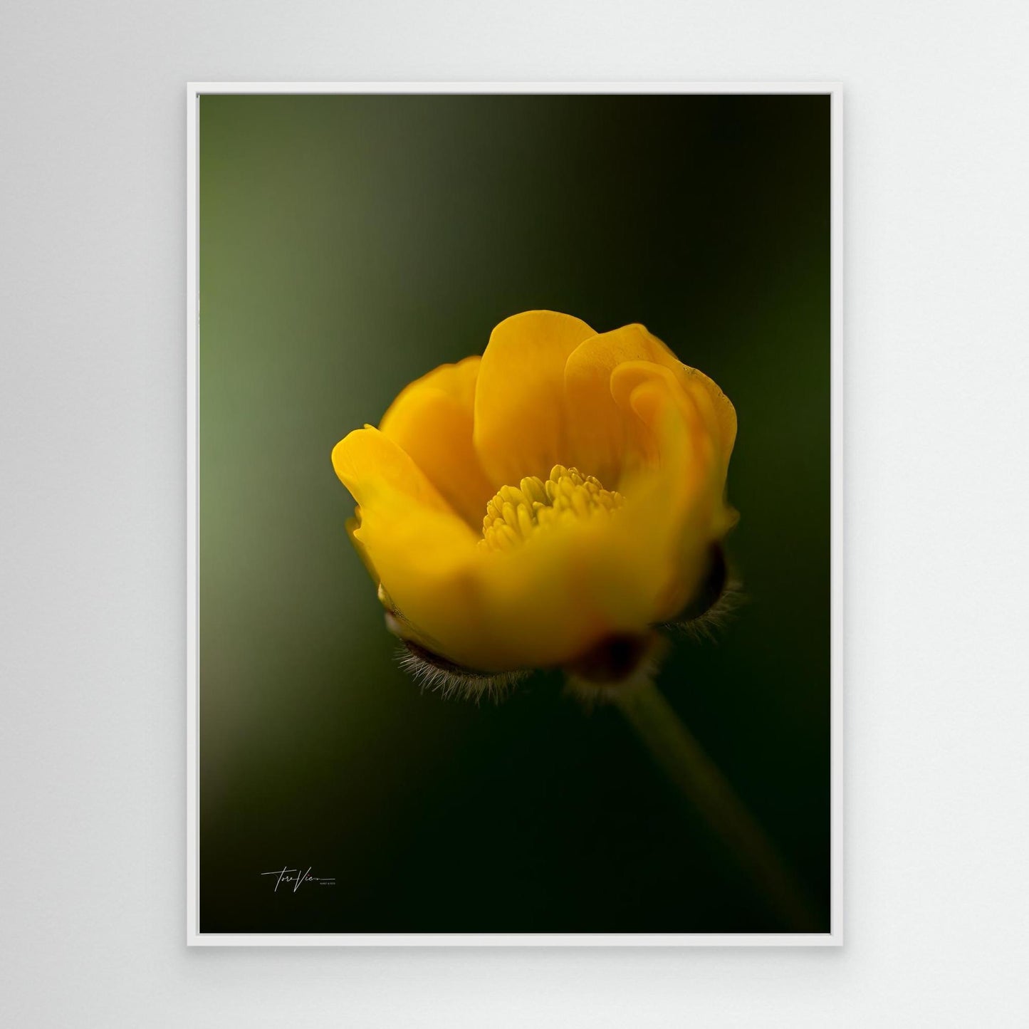 Smørblomst 001