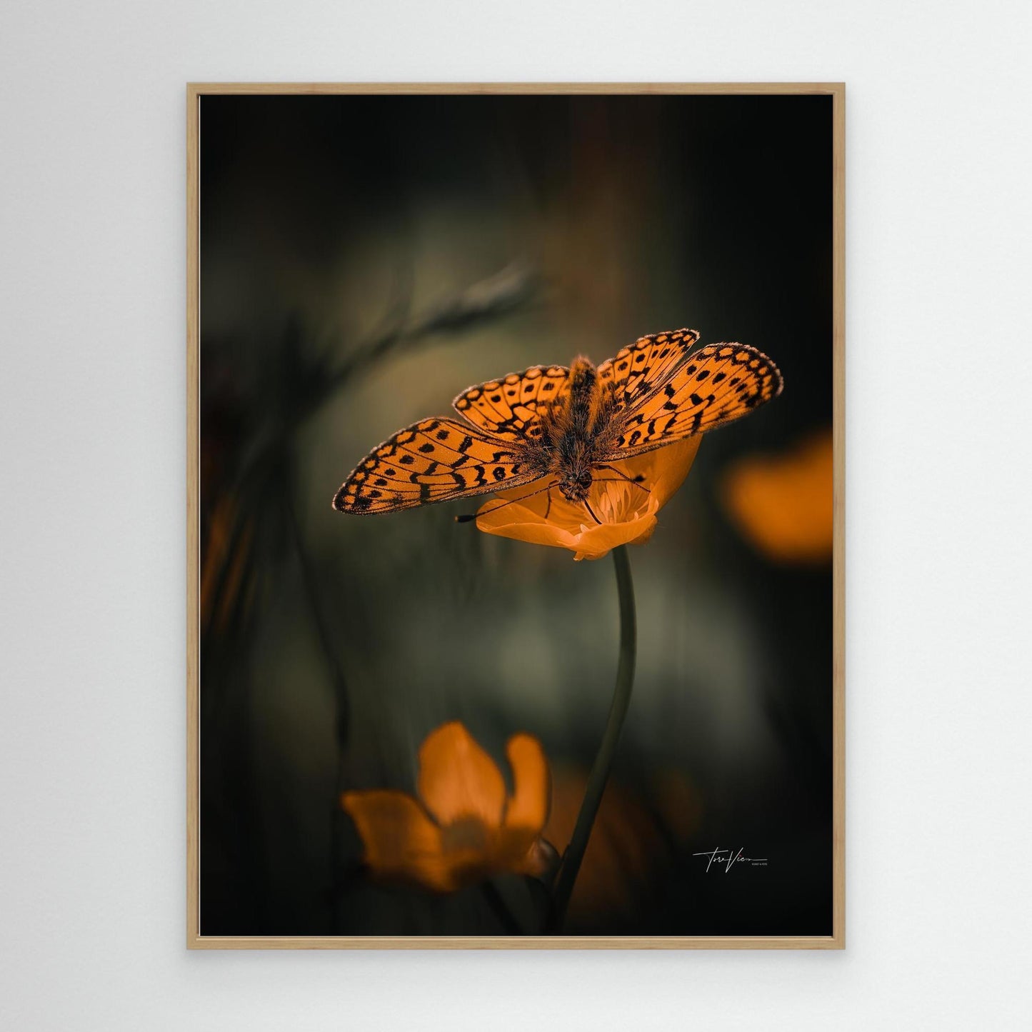 Smørblomst 002
