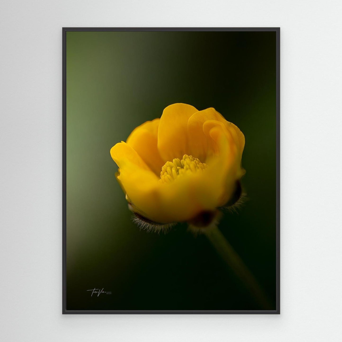 Smørblomst 001