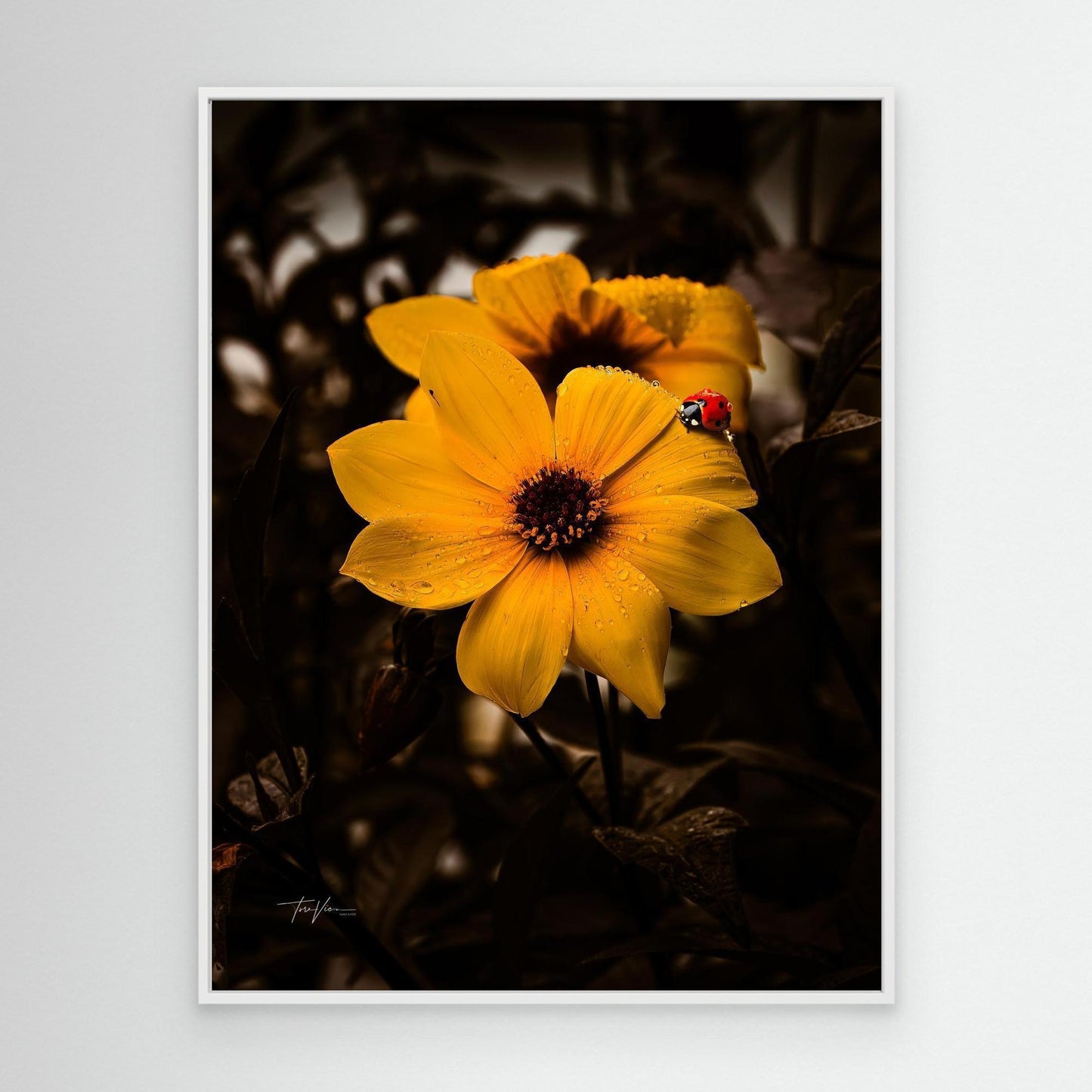 Dalia og marihøna 001