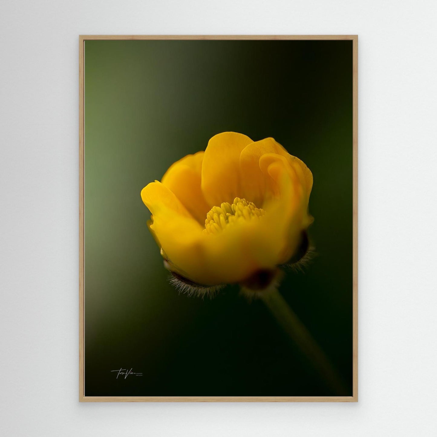 Smørblomst 001