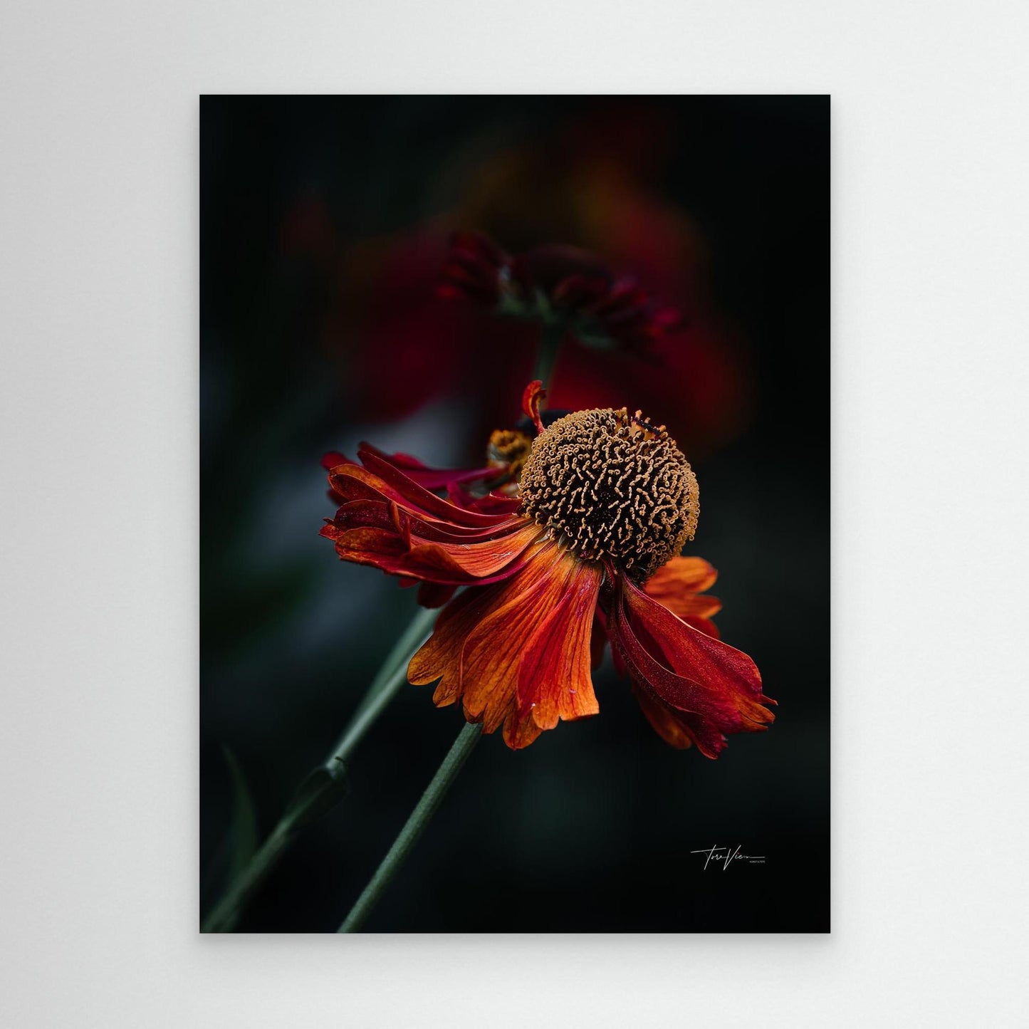 Solbrud 001