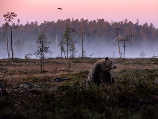 Fra kosebamse til ekte bjørn – en 60 år lang kjærlighetshistorie