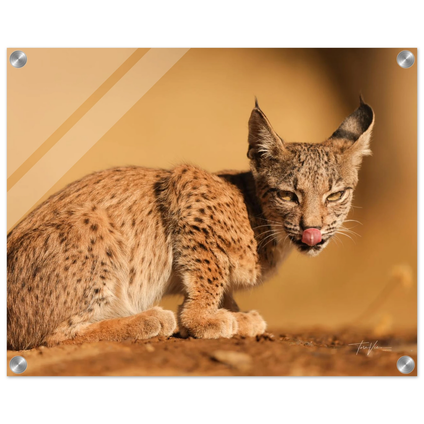 00b2e87e-5f75-4569-b2c4-ba6e468b4bf0