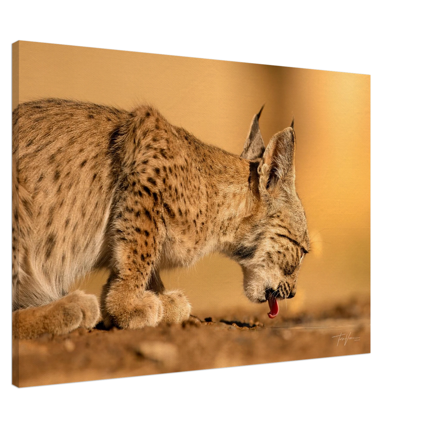 0111c181-9b9f-4dc6-943e-5539a555cec0