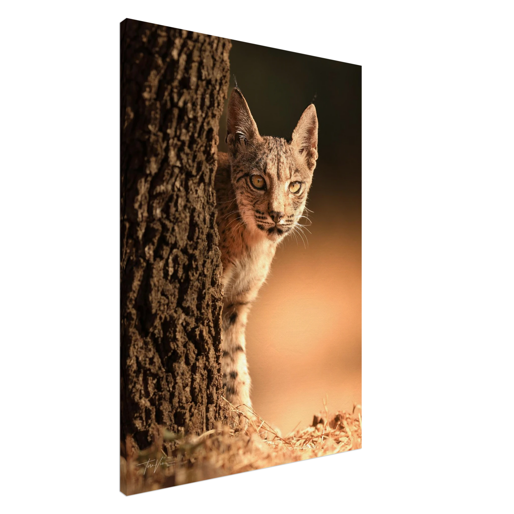 02b6ddbc-3132-44f8-bde9-cf371ce50a6e