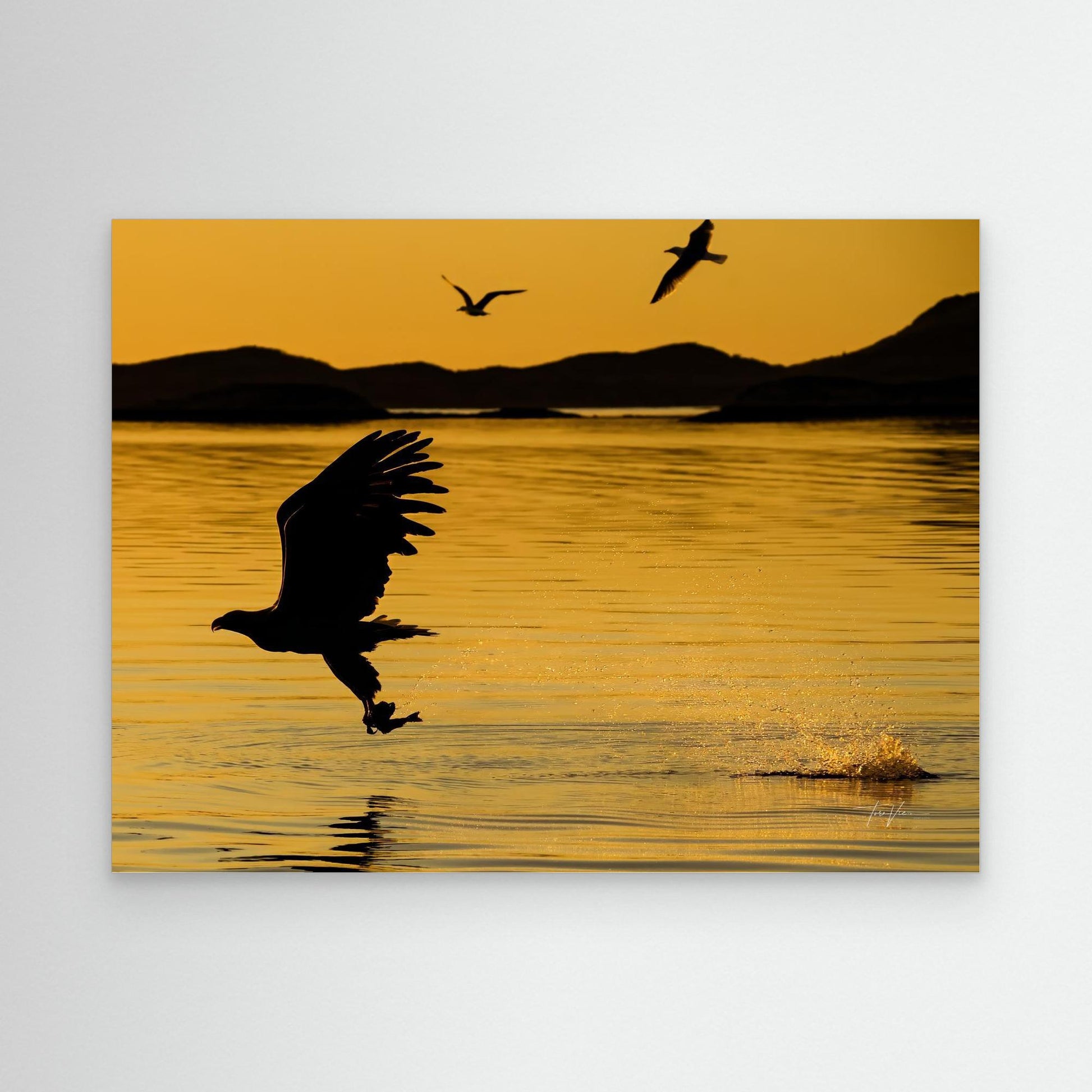 Havørn 001