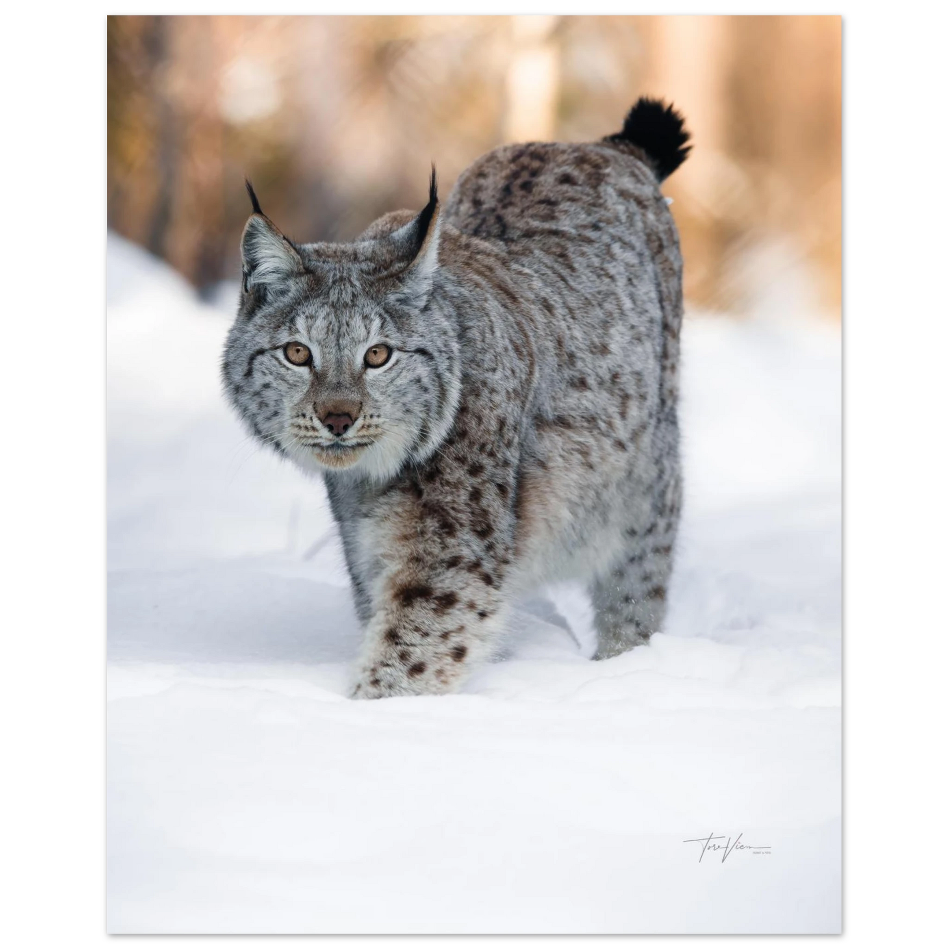 1c3e7806-be7b-4ffd-90b3-d8d2ed3d640c