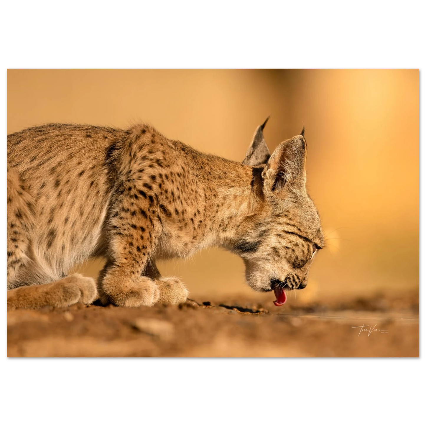 24c720cb-87f1-48b5-9fd0-731722e7170f