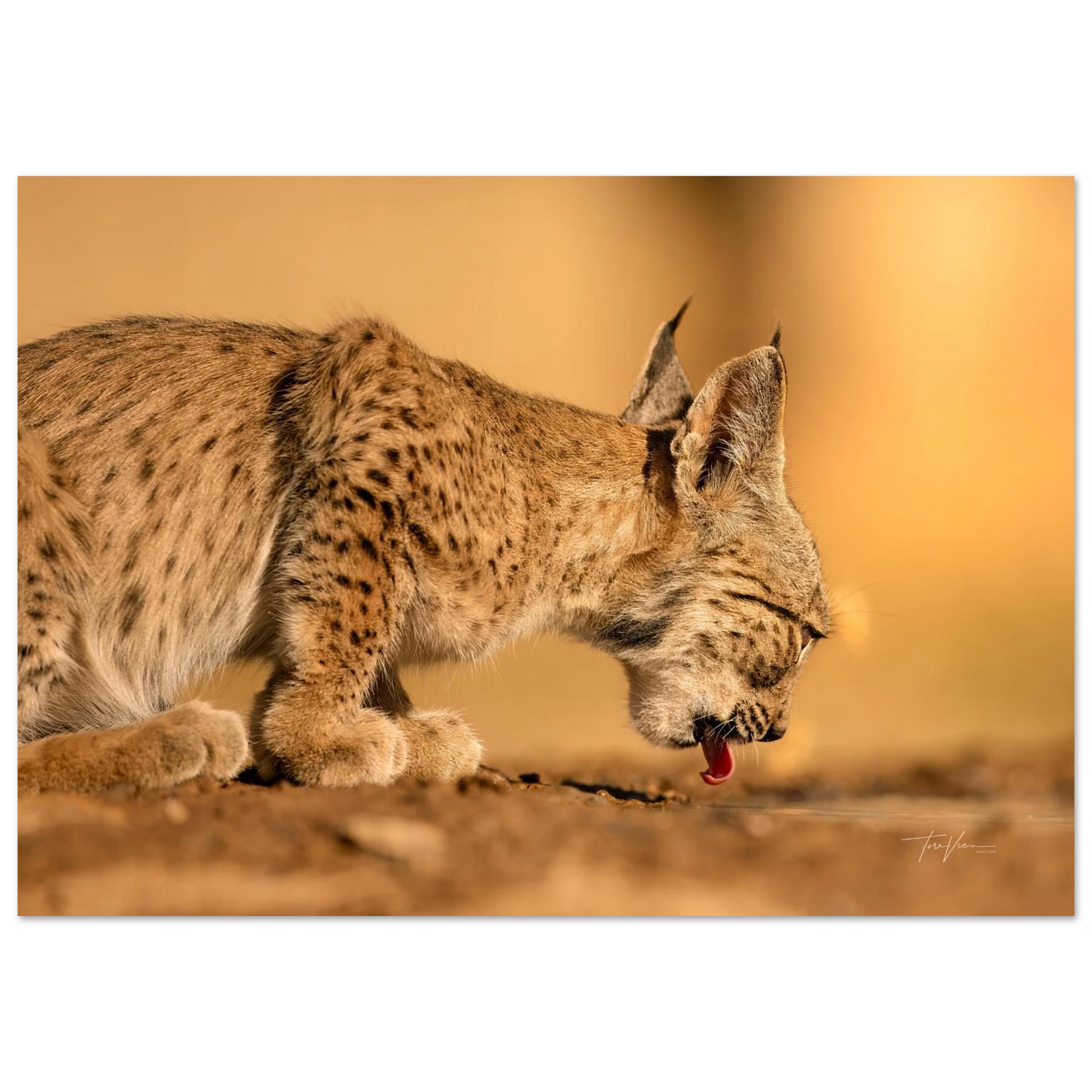 24c720cb-87f1-48b5-9fd0-731722e7170f