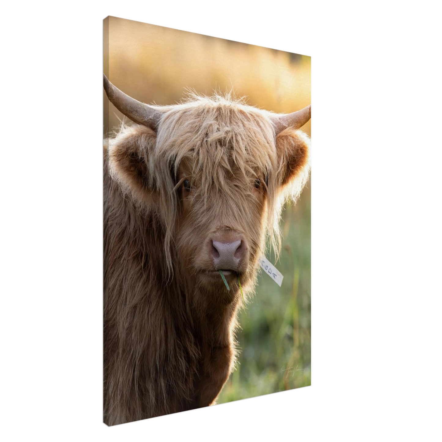 380b2598-3849-417a-b202-447ffb0afb0a