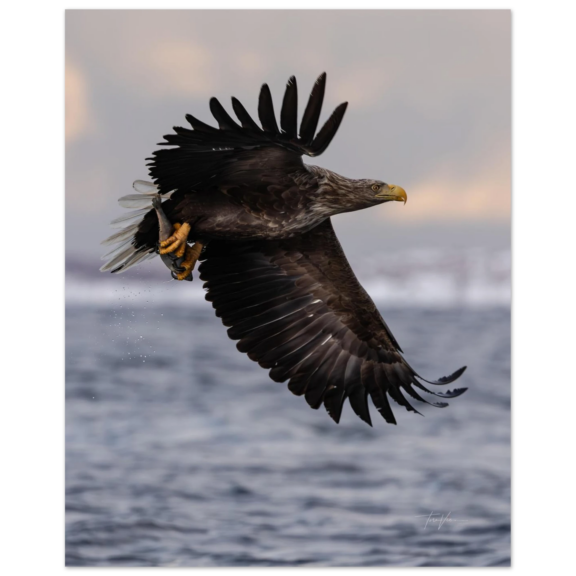 4249f8de-781c-4fb1-a430-92f9f4a5404b