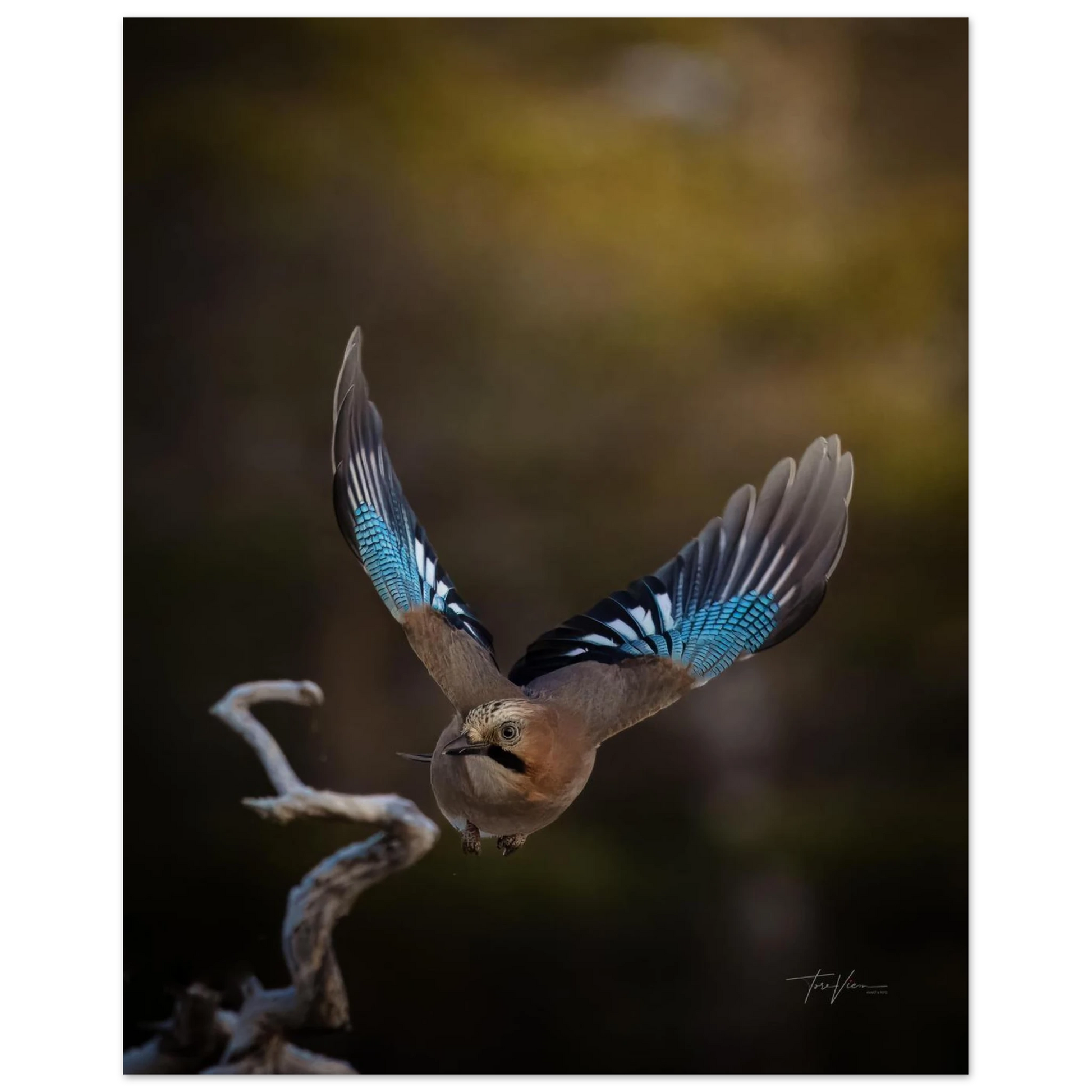 426d32a4-344e-4dc3-96e1-e258ef88f81e