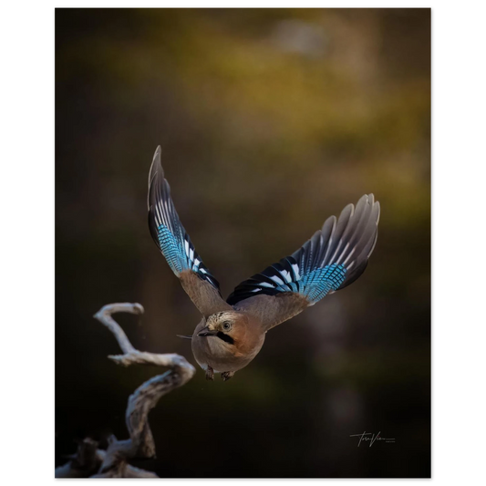 426d32a4-344e-4dc3-96e1-e258ef88f81e