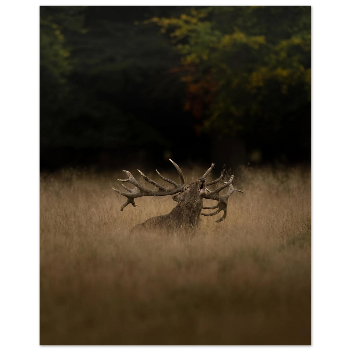4c927439-0d67-4954-a981-a009ffab0961