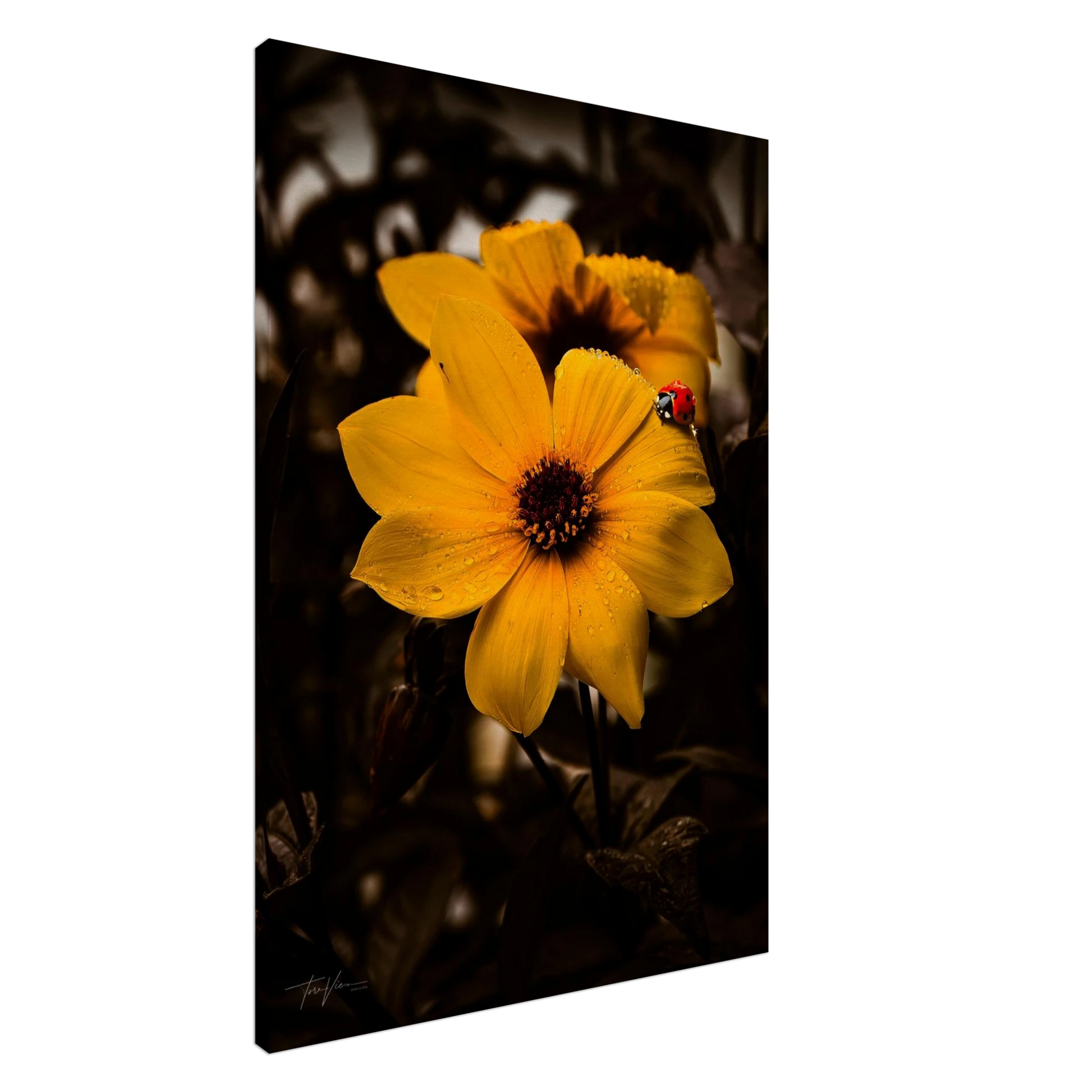 5dae5fbd-584d-4d6b-922d-9145298f8ad1