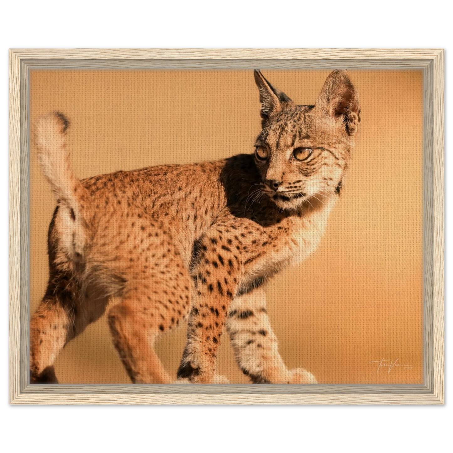 74bb3af2-03d4-470f-ace4-50cb26ea0e9c