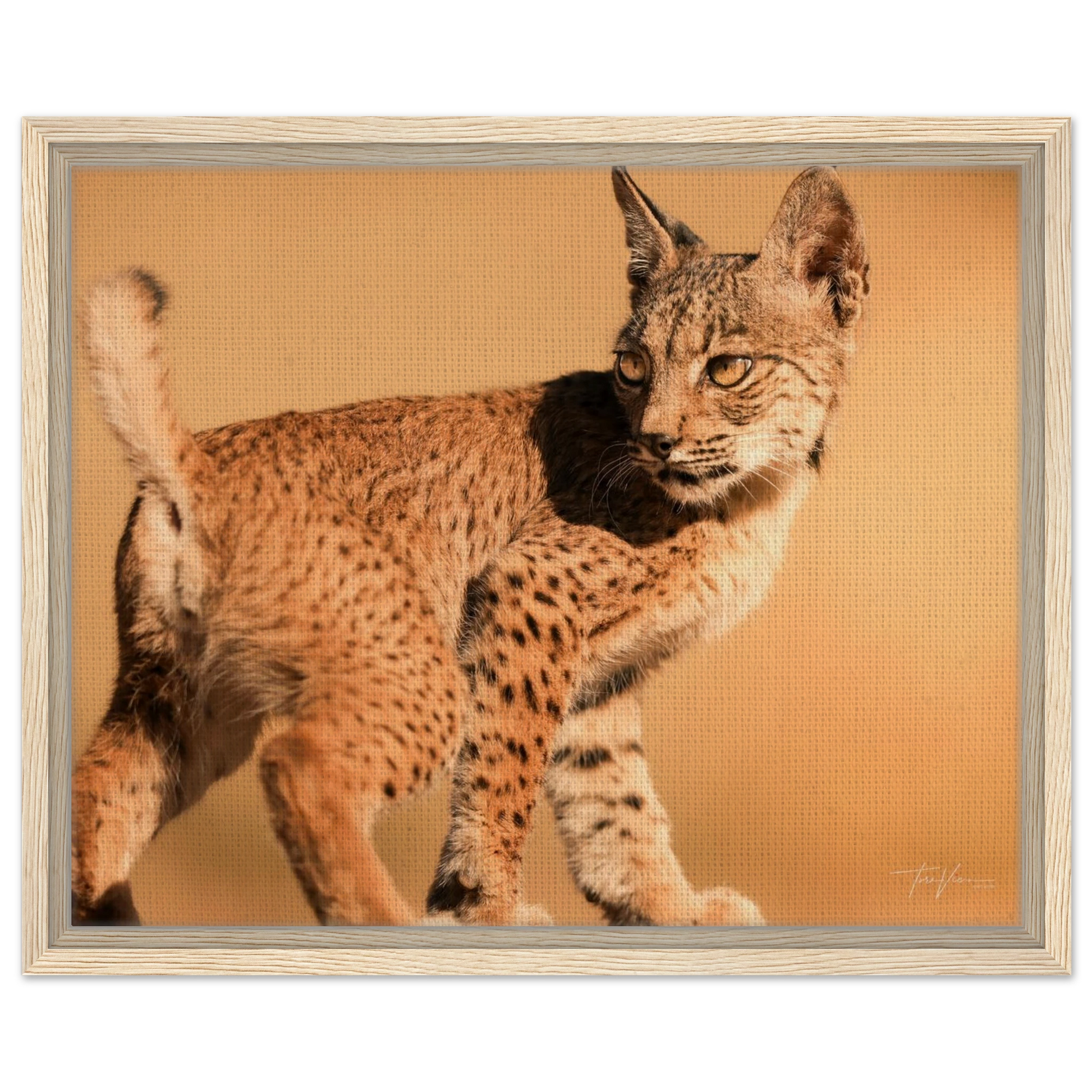 74bb3af2-03d4-470f-ace4-50cb26ea0e9c