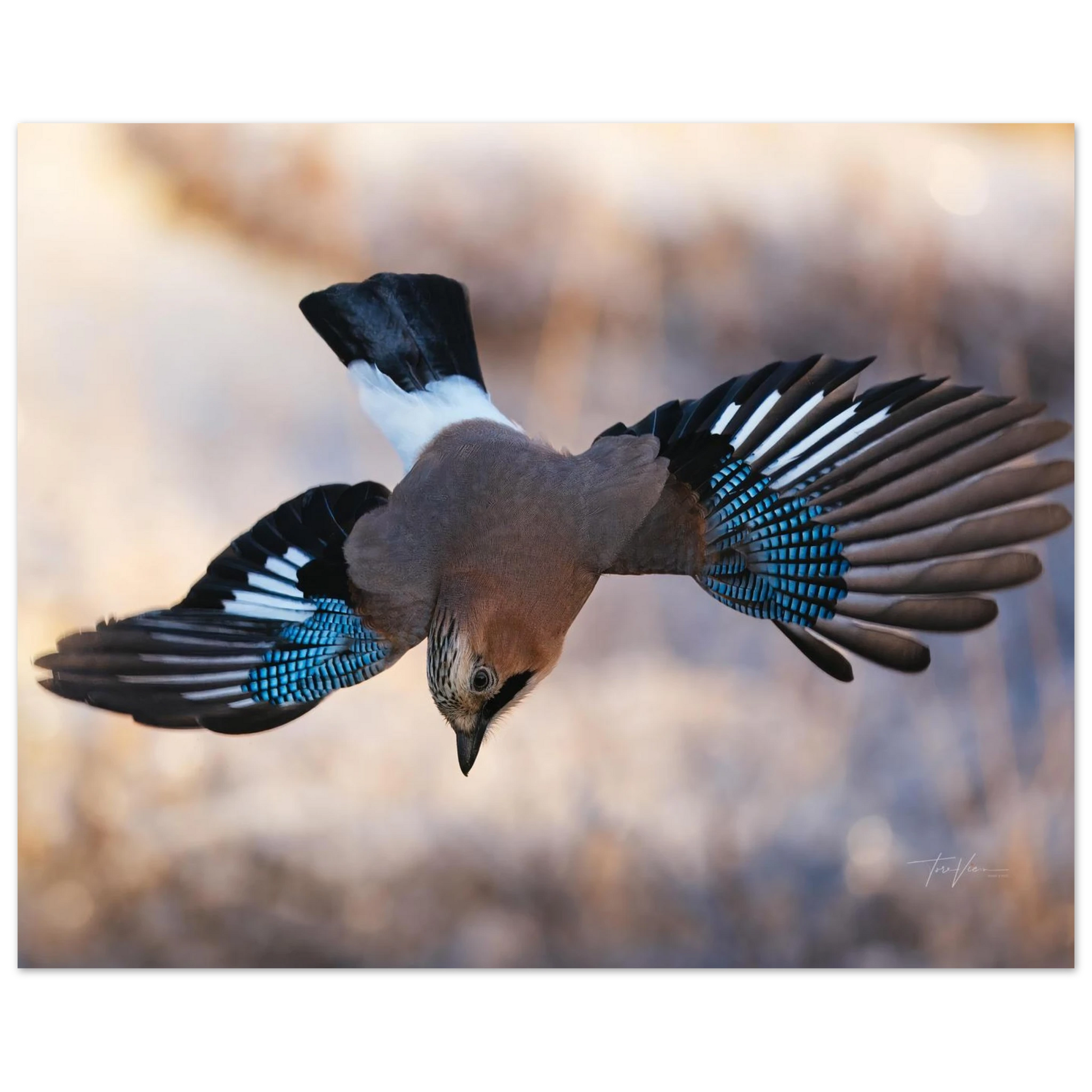 75bbf0b2-4c9d-4c85-82d8-ecb6590ffeba