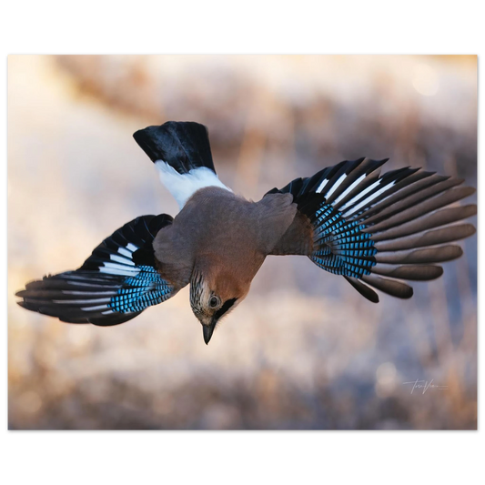 75bbf0b2-4c9d-4c85-82d8-ecb6590ffeba