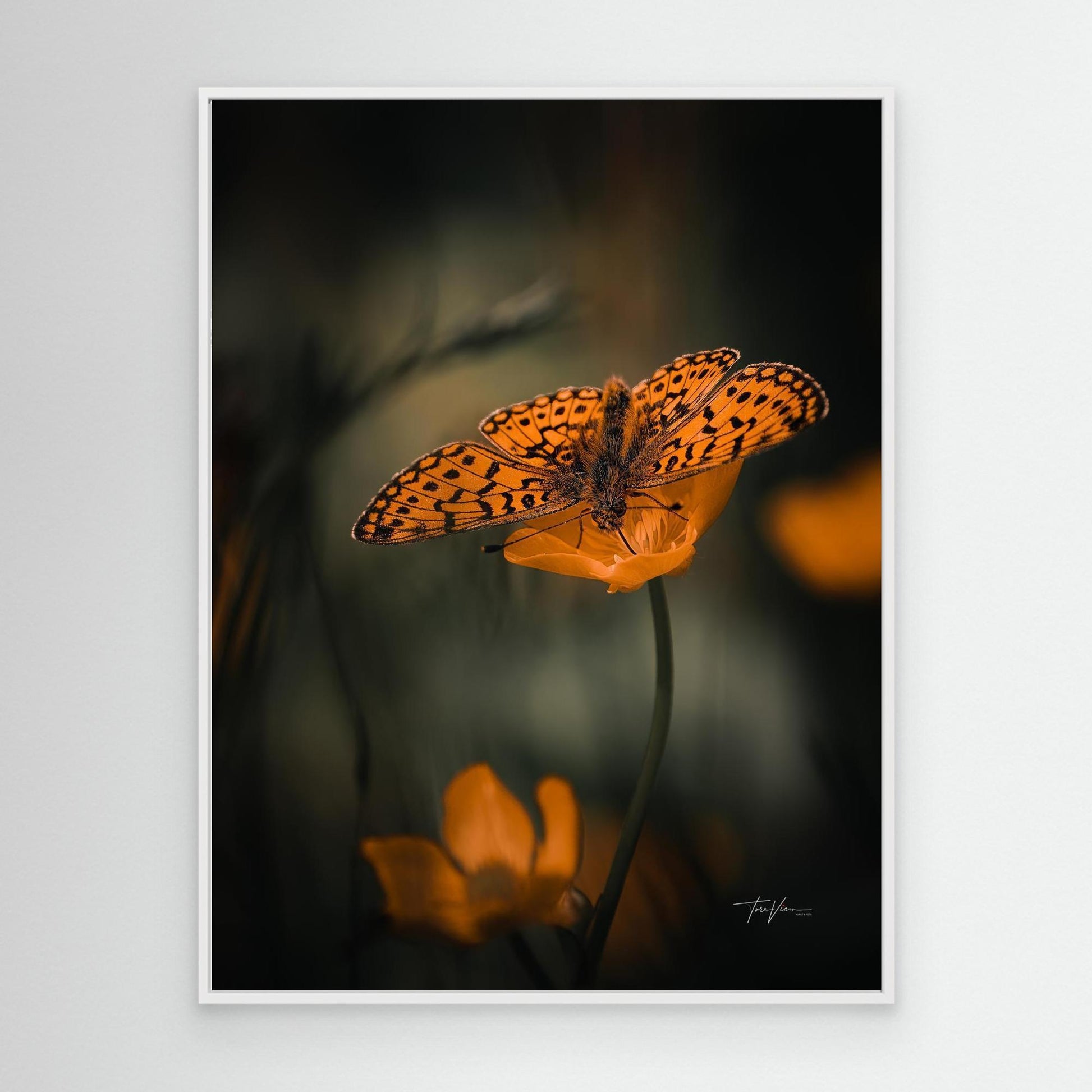 Smørblomst 002