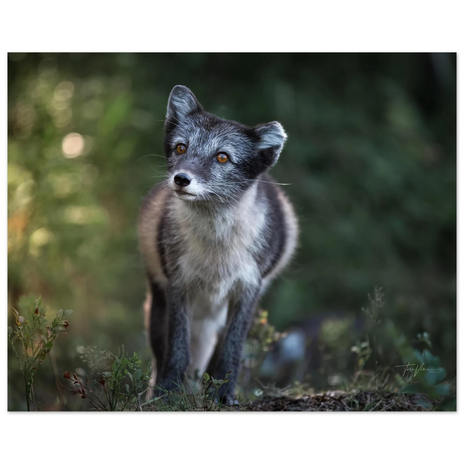 86dd3787-ad5b-400a-8833-e4add3f8e809