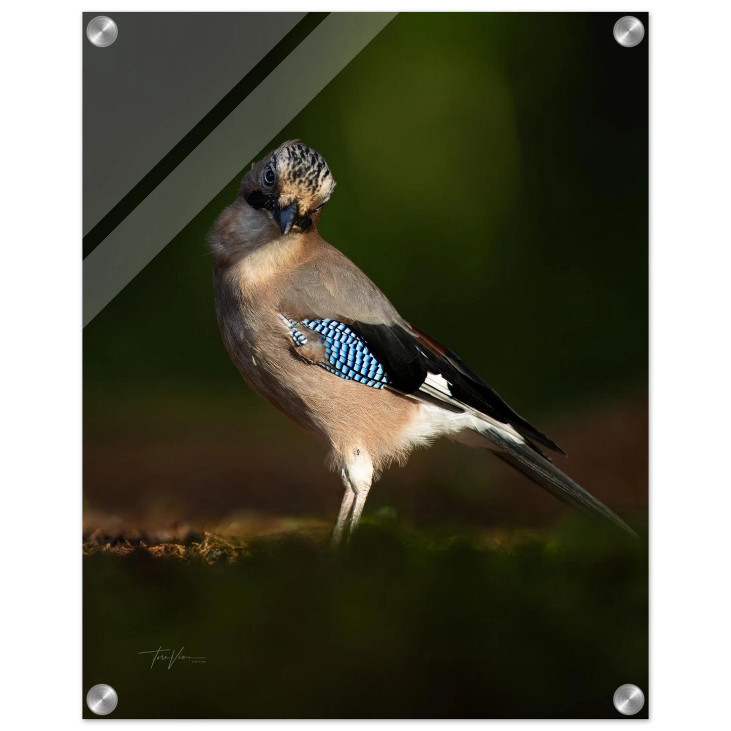 893af981-9750-4011-9ec1-252163970c9d