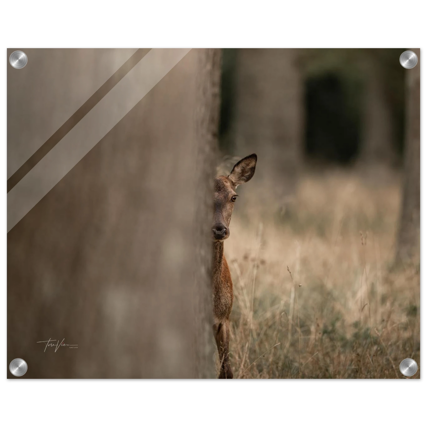 8f9b6489-fa01-435e-a814-4bf36b9c3930