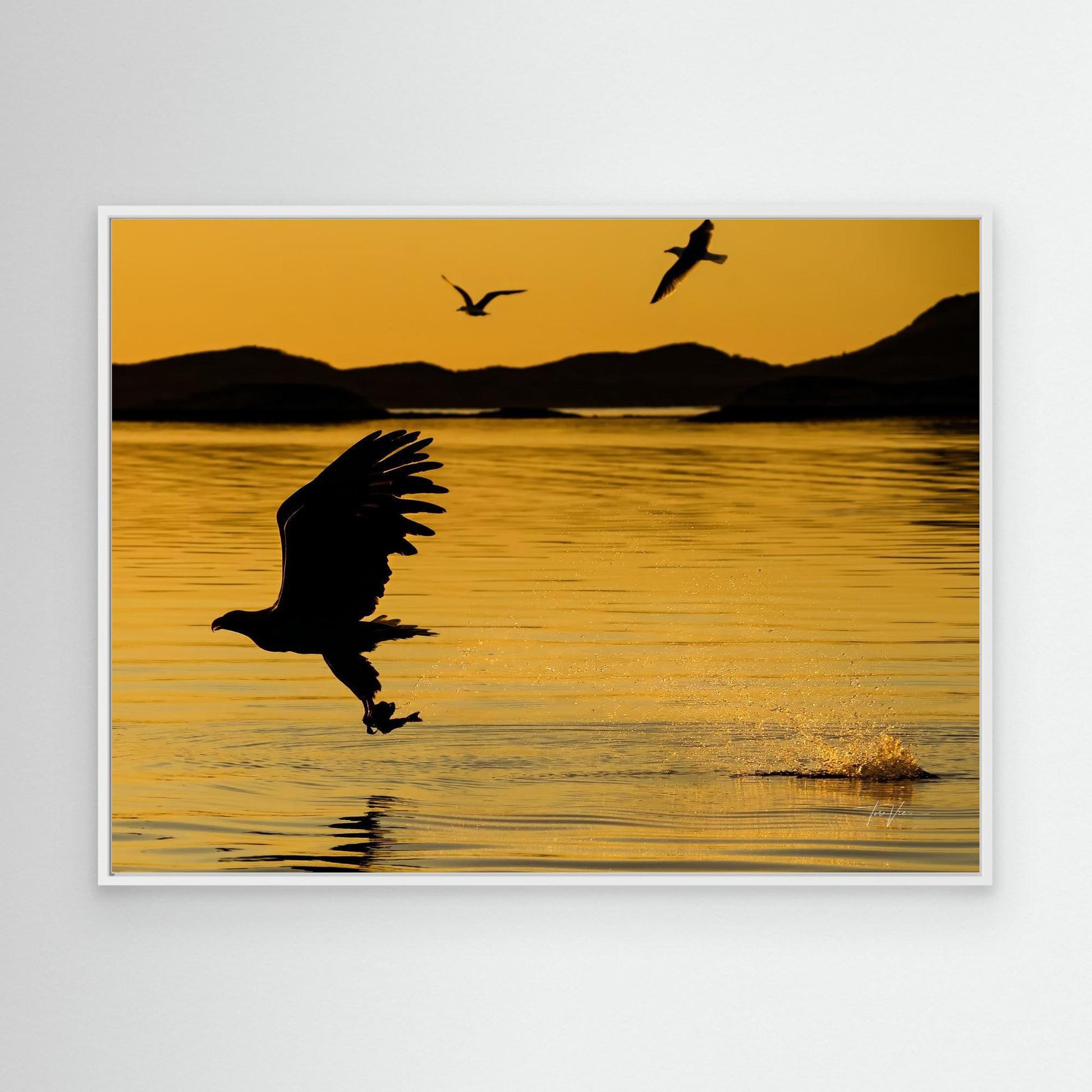 Havørn 001