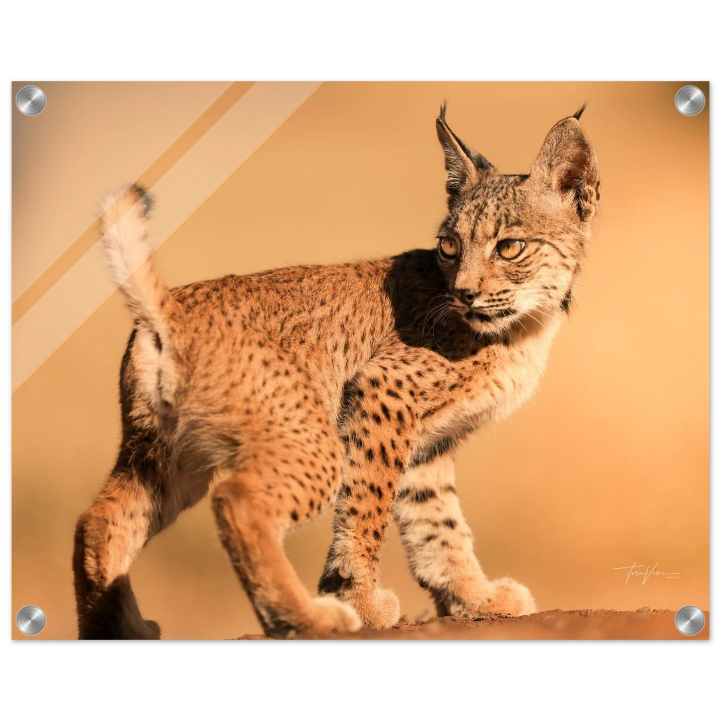 93b4eef4-b499-4a0b-939d-a0e6278452f5