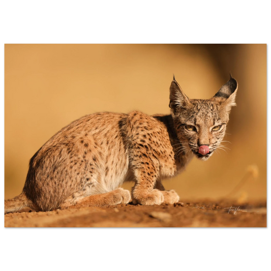 943dd465-7587-41b5-b97d-ad263af28040