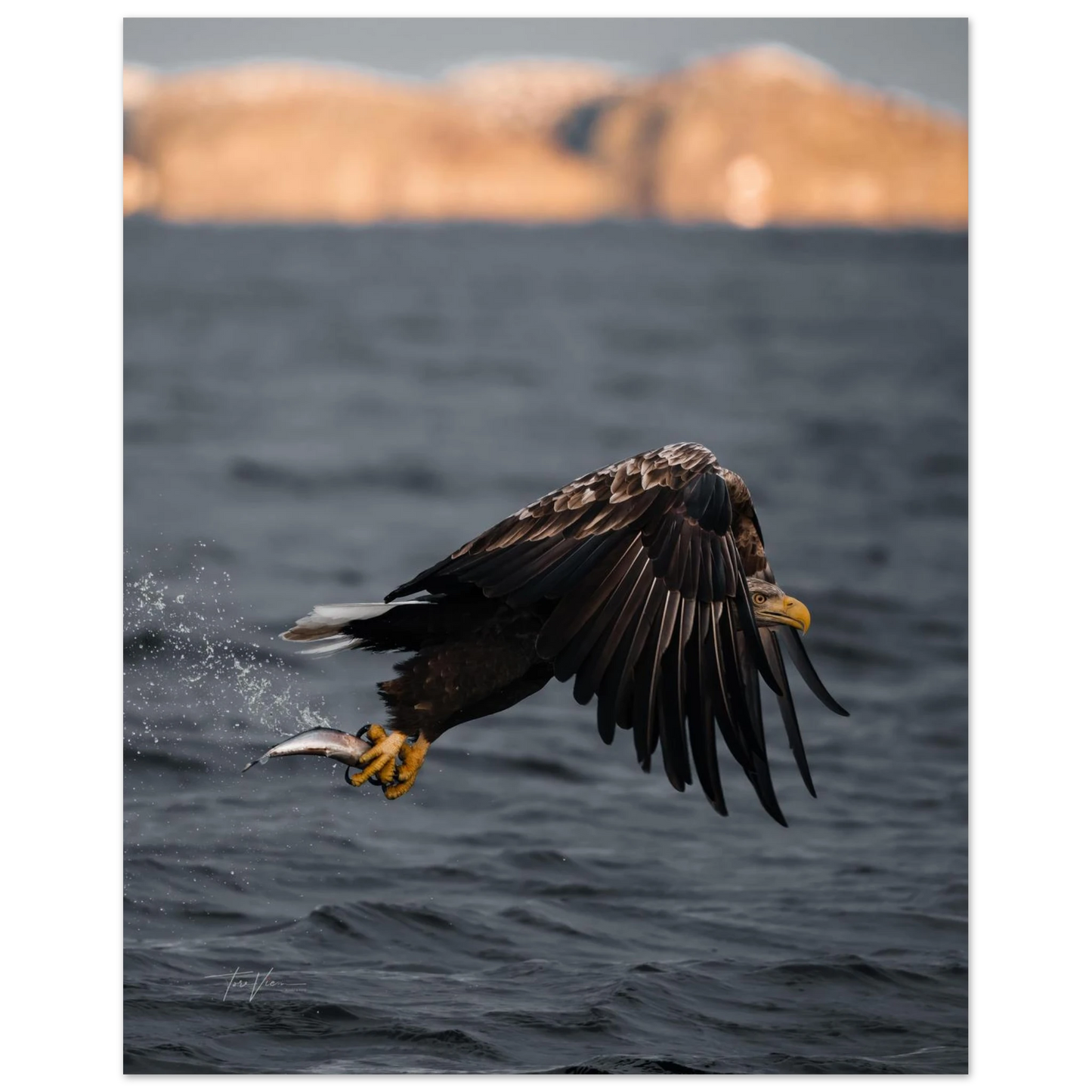 94567fef-560f-49c4-bcbd-ea2ccb915a0c