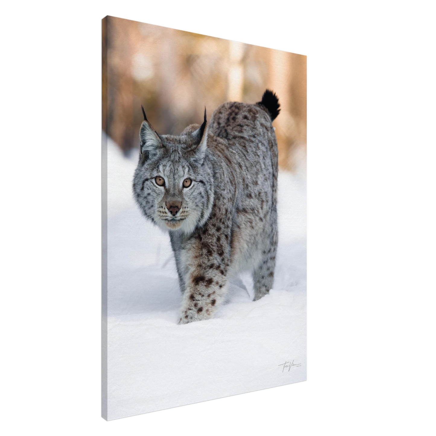 9a0570e6-58b9-426e-a0e8-a86a7566683f