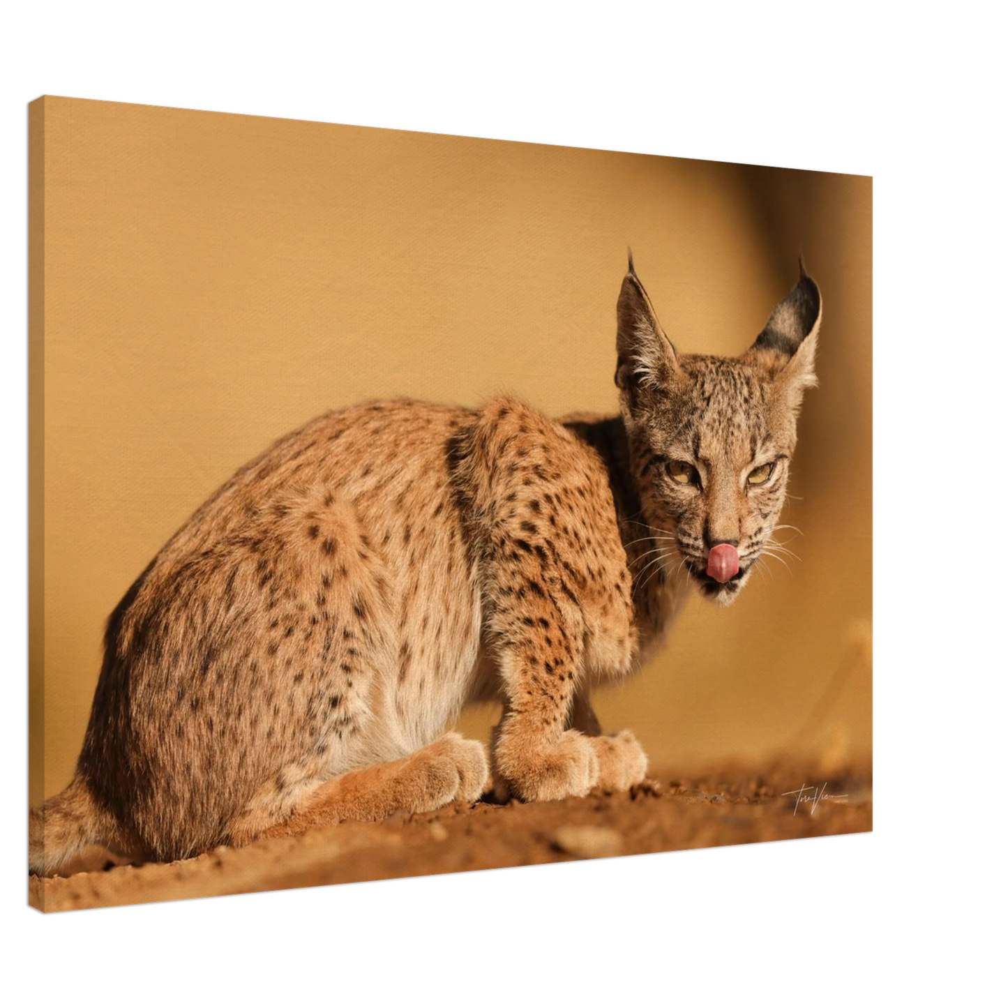 9a474064-7bfb-4797-b495-0af36d38a65a