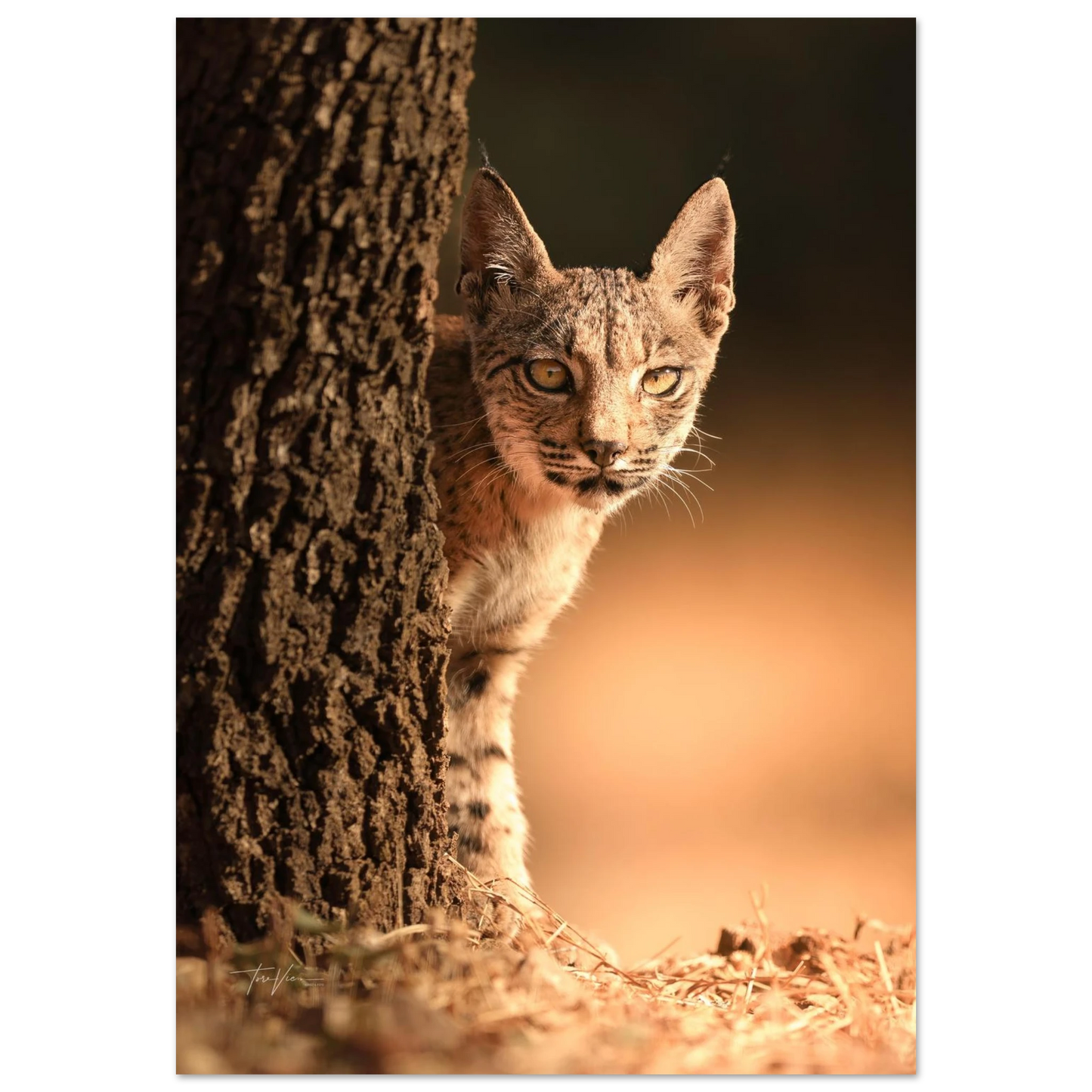 9b6ac1c3-9ee0-490f-8181-8aea4781ec2c