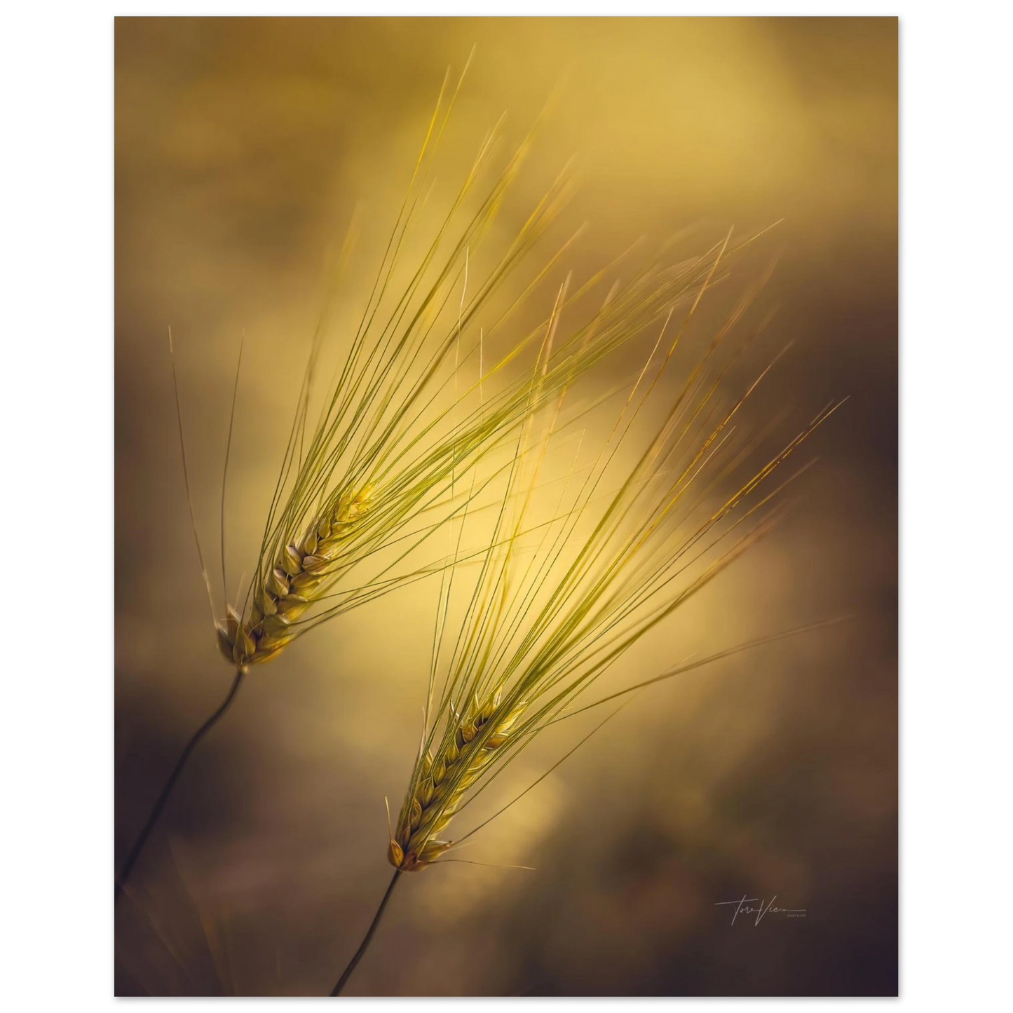 9c3f9d50-9c15-4f87-a650-7403873bb699